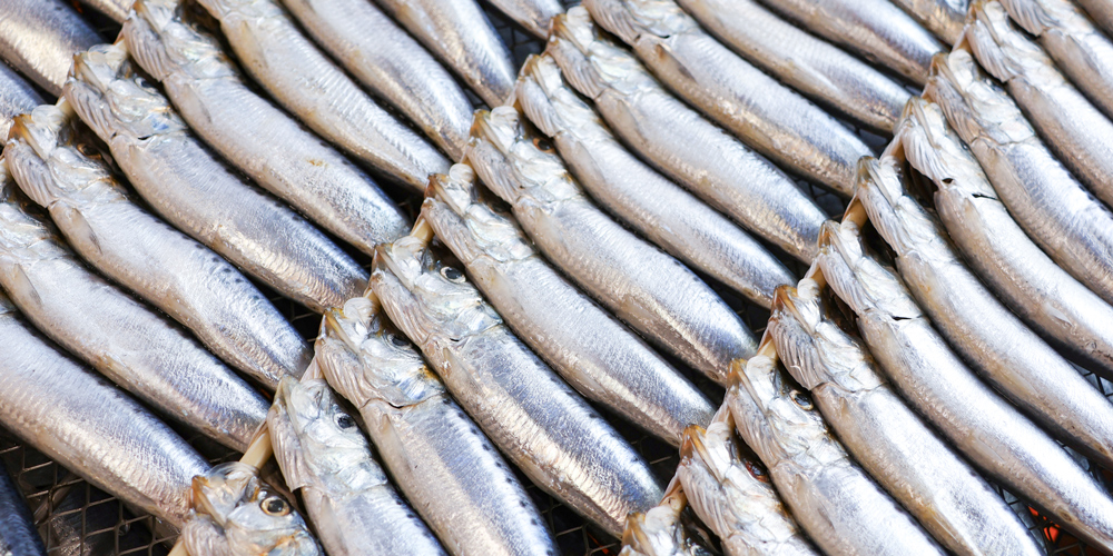 カネ成の金鯱いわし