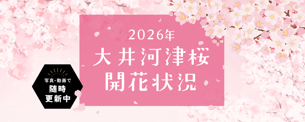 大井河津桜開花情報